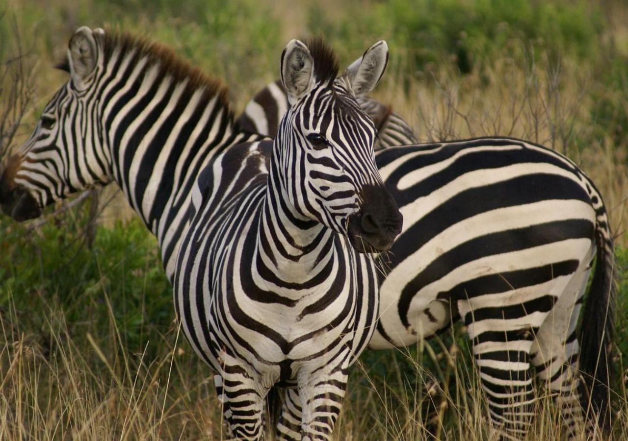 Nyikani House Nanyuki Dış mekan fotoğraf